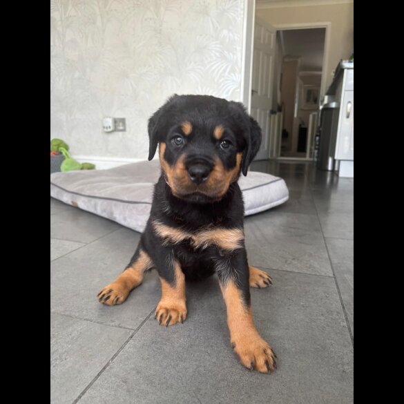 Rottweiler - Both