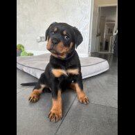 Rottweiler - Both