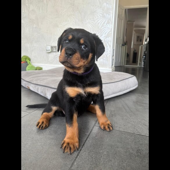 Rottweiler - Both