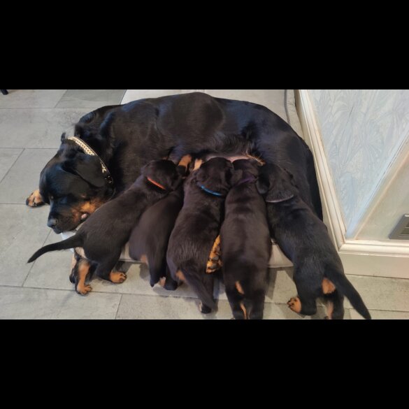 Rottweiler - Both