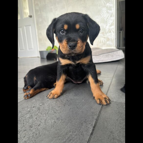 Rottweiler - Both