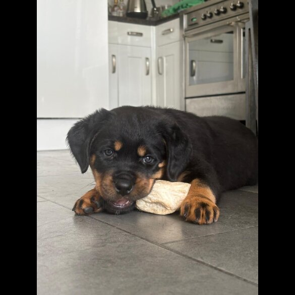 Rottweiler - Both