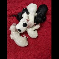 Shihpoo - Both