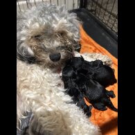 Shihpoo - Both