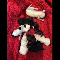 Shihpoo - Both