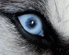 Siberian Husky