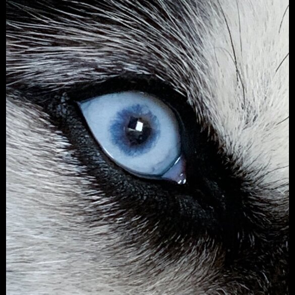 Siberian Husky