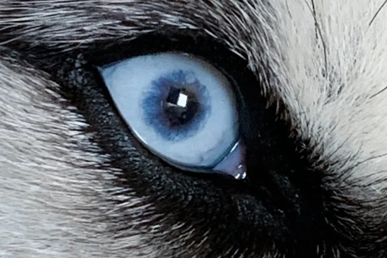 Siberian Husky