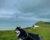 Siberian Husky