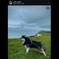 Siberian Husky