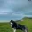 Siberian Husky