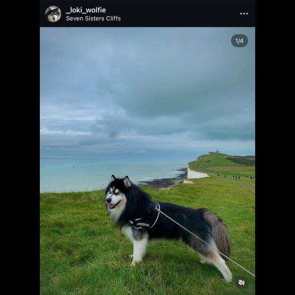 Siberian Husky