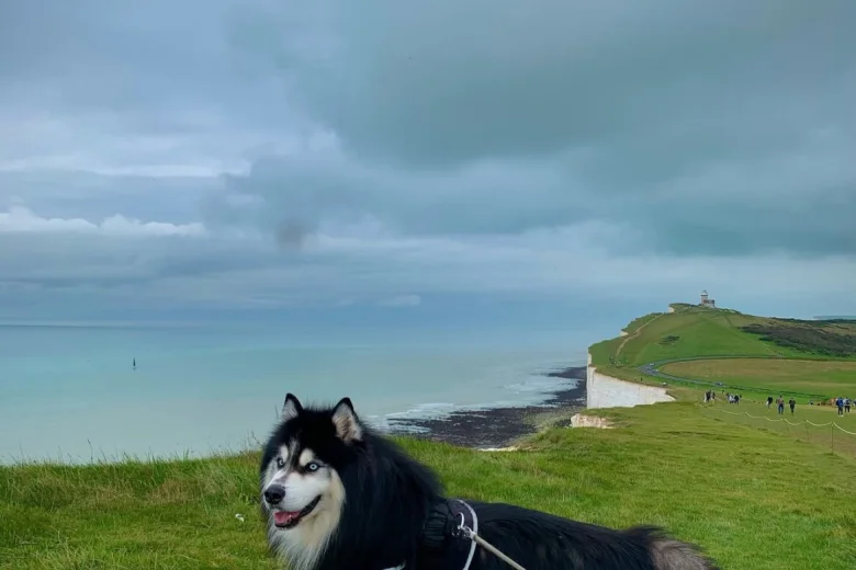 Siberian Husky