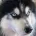 Siberian Husky