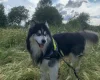 Siberian Husky