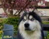Siberian Husky