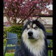 Siberian Husky