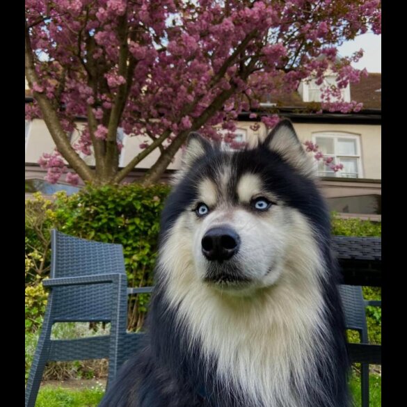 Siberian Husky