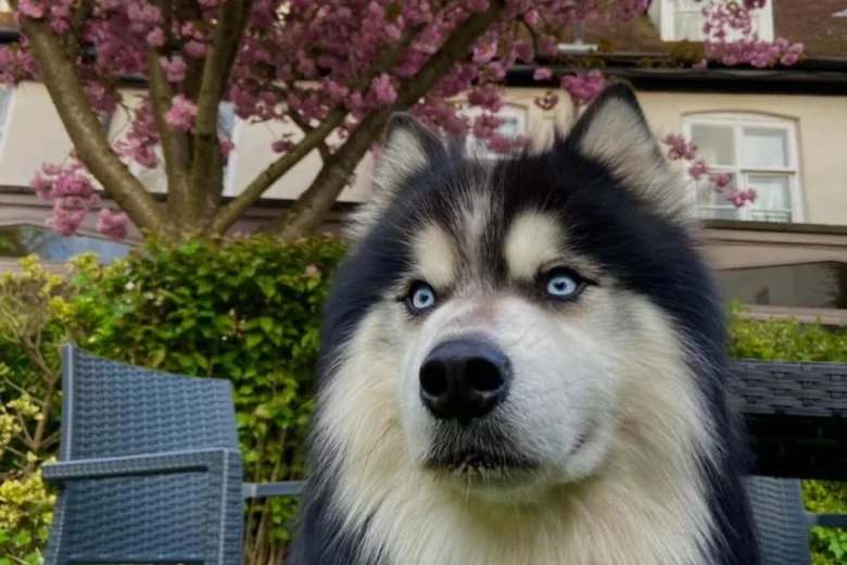 Siberian Husky