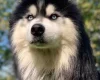 Siberian Husky