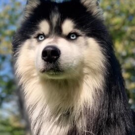 Siberian Husky