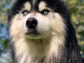 Siberian Husky