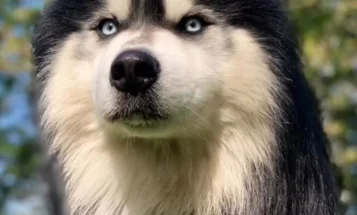 Siberian Husky