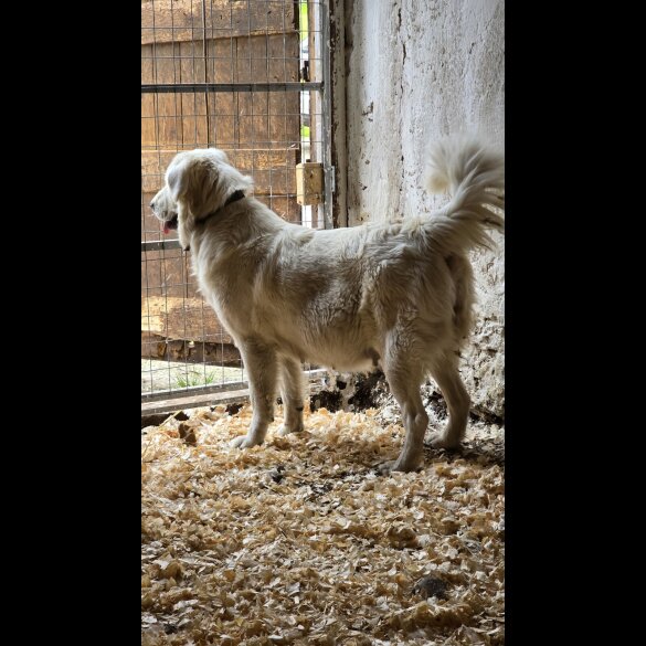 Tatra Mountain Sheepdogs