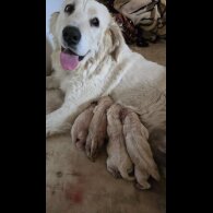 Tatra Mountain Sheepdogs