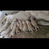Tatra Mountain Sheepdogs