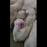 Tatra Mountain Sheepdogs