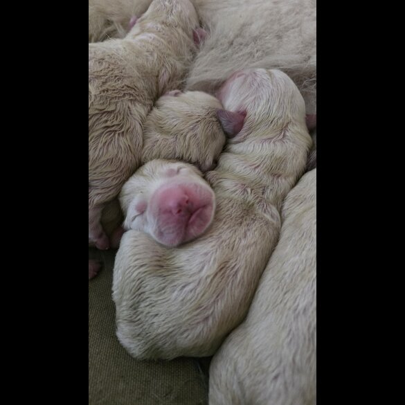Tatra Mountain Sheepdogs