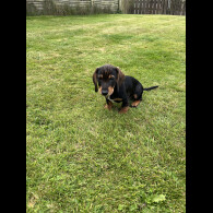 Dachshund (Wire Haired)