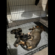 Dachshund (Wire Haired)