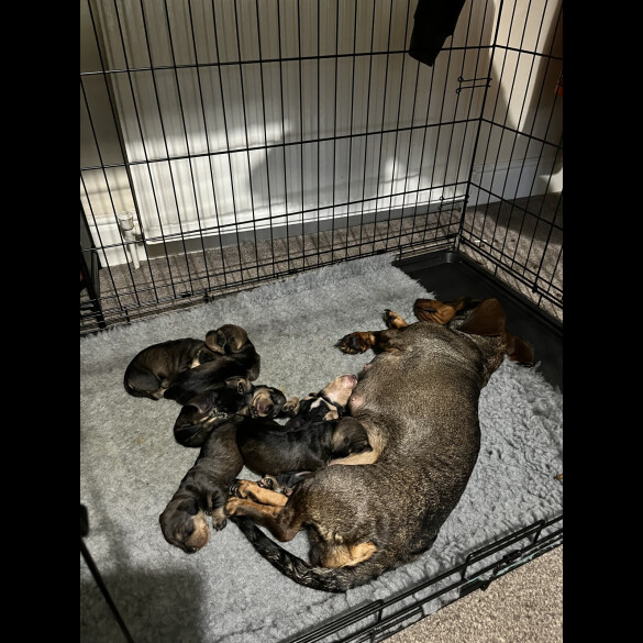 Dachshund (Wire Haired)