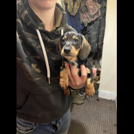 Dachshund (Wire Haired)