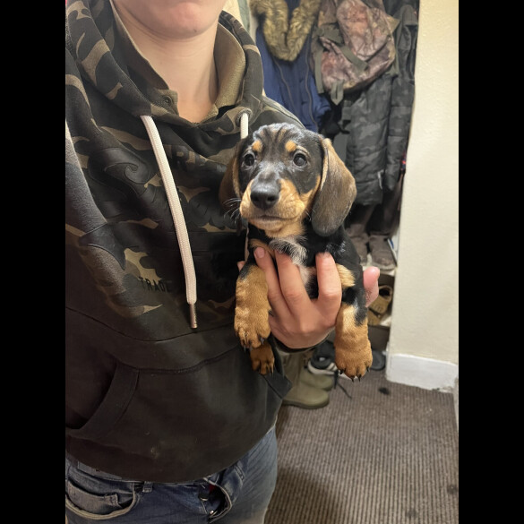 Dachshund (Wire Haired)