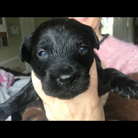 Bernedoodle
