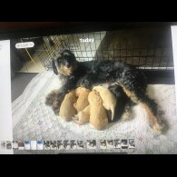 Bernedoodle