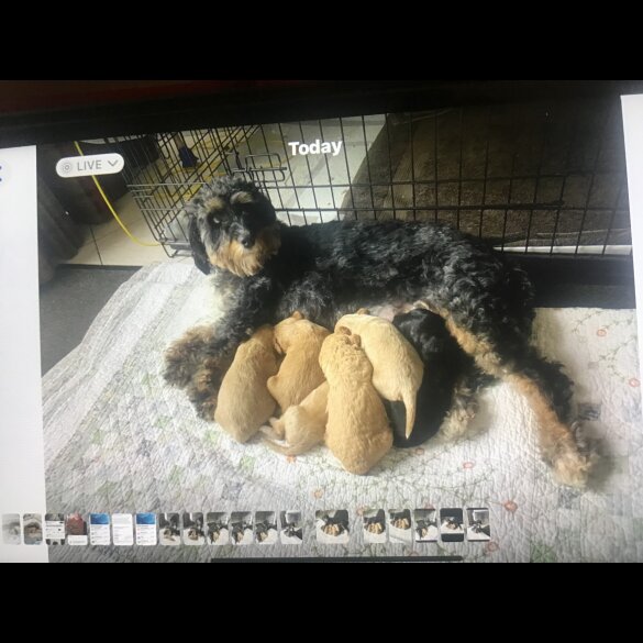 Bernedoodle