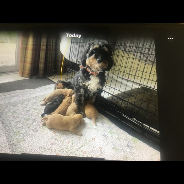Bernedoodle