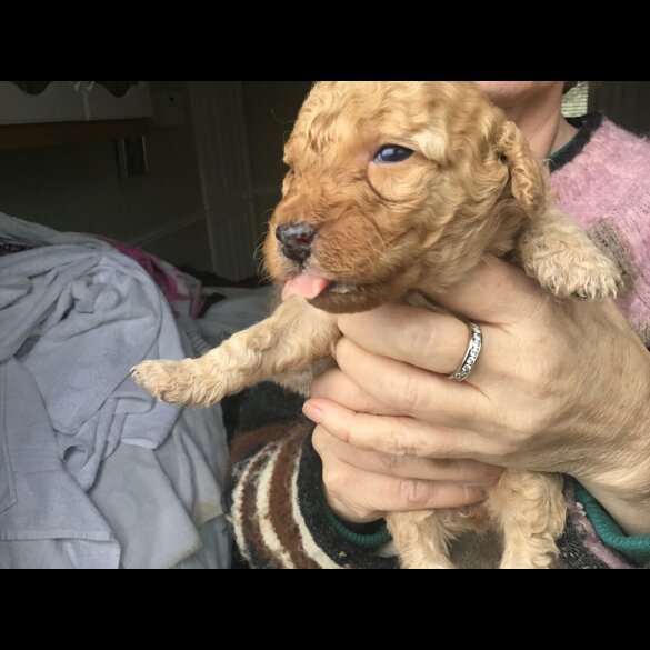 Bernedoodle