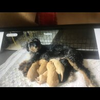 Bernedoodle