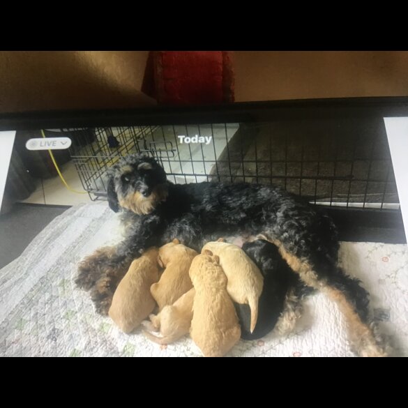 Bernedoodle
