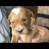 Bernedoodle