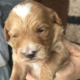 Bernedoodle
