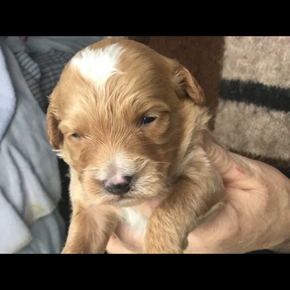 Bernedoodle