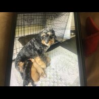 Bernedoodle