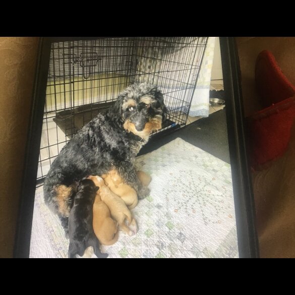 Bernedoodle