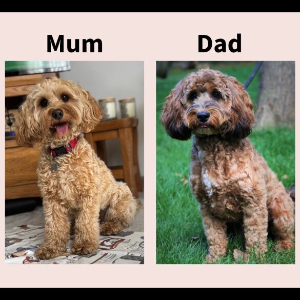 Cockapoo - Both